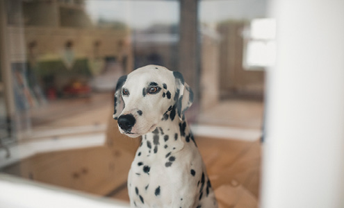 Dalmation looking out home window