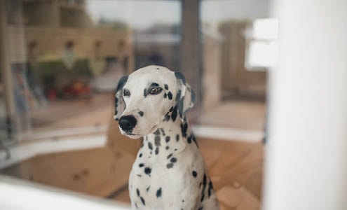 A Dalmatian looks out the window of his home