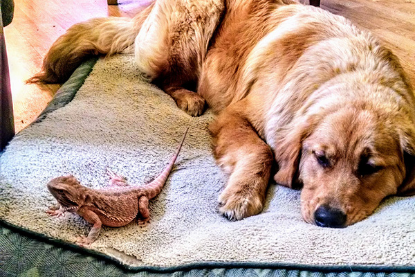 Golden Retriever and Bearded Dragon