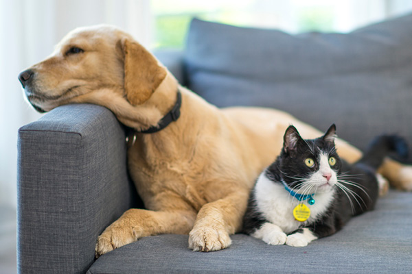 Dog and cat laying on couch