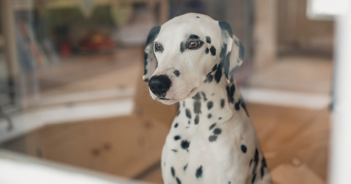 security-pets-Hero